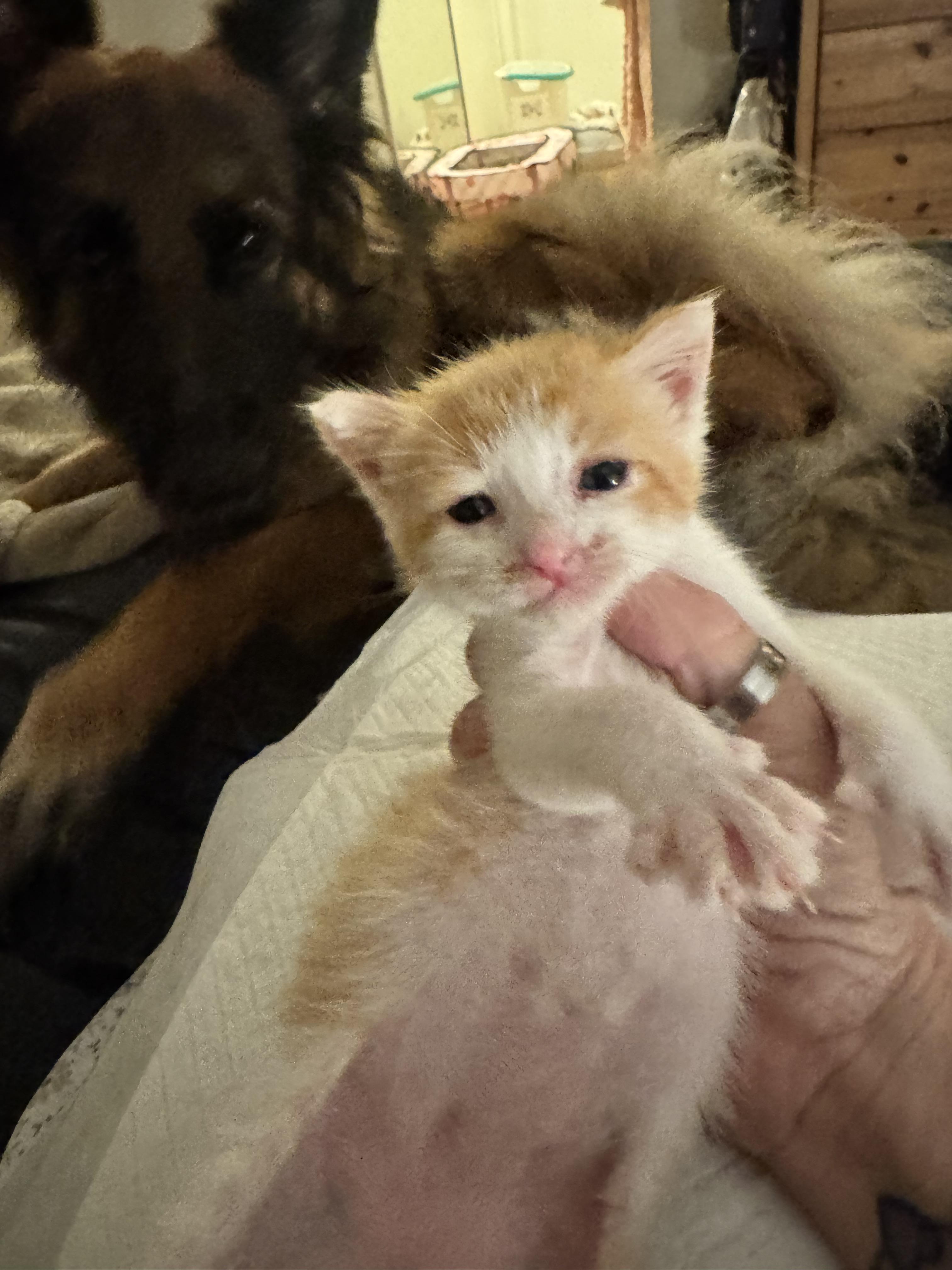 Dixon, ADOPTABLE, Kitten Male Domestic Short Hair.