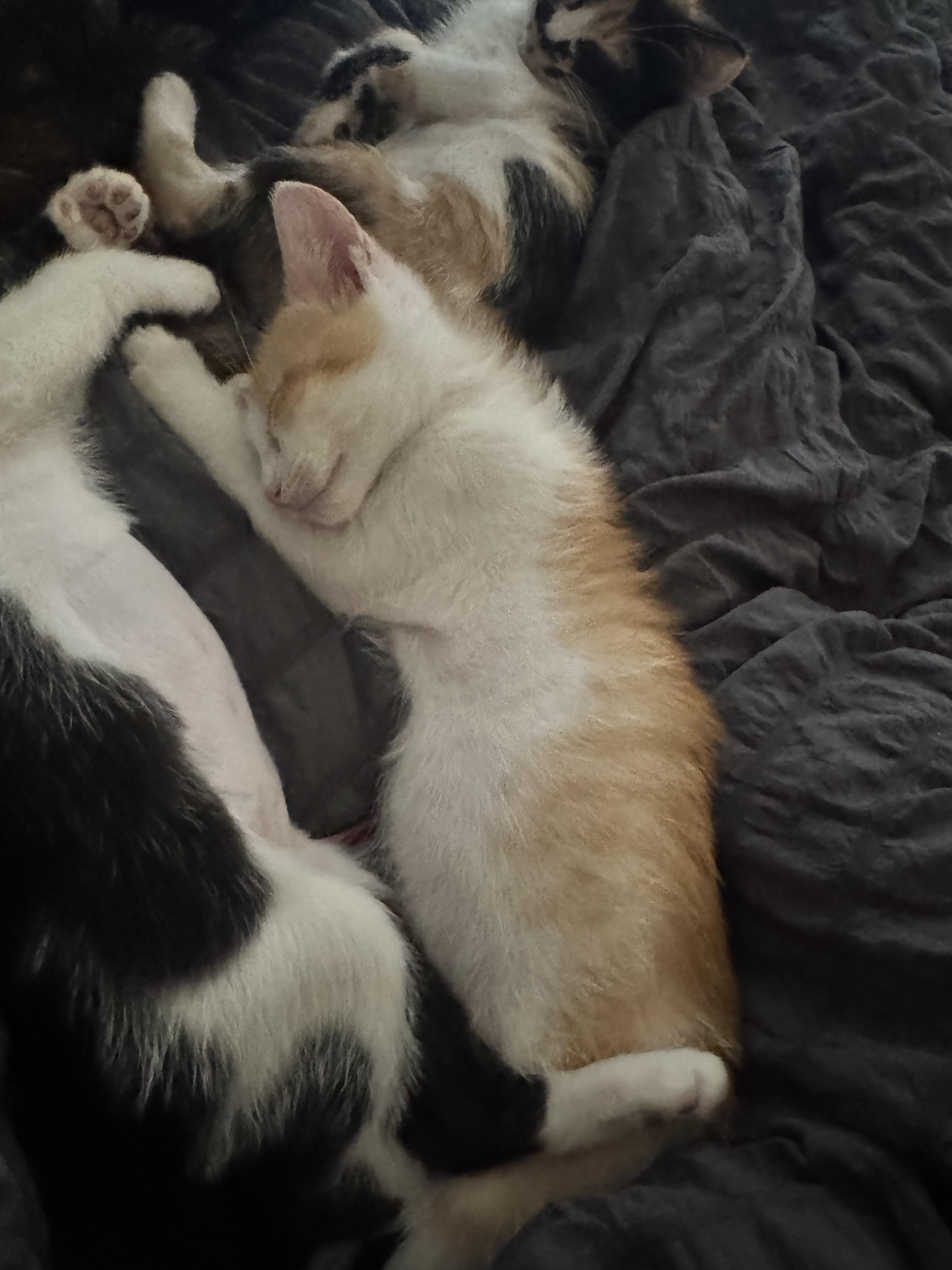 Enlarge Dixon, a ADOPTABLE Domestic Short Hair in Tracy, CA image 2/2