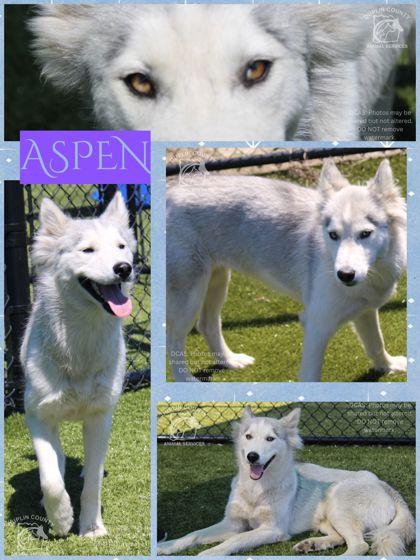 Aspen, Adoptable, Adult Female Siberian Husky & Mixed Breed.