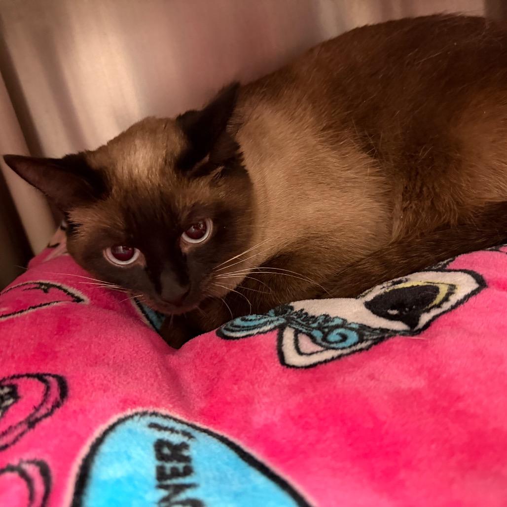 Snoopy, a Adoptable Siamese in International Falls, MN image 1/2