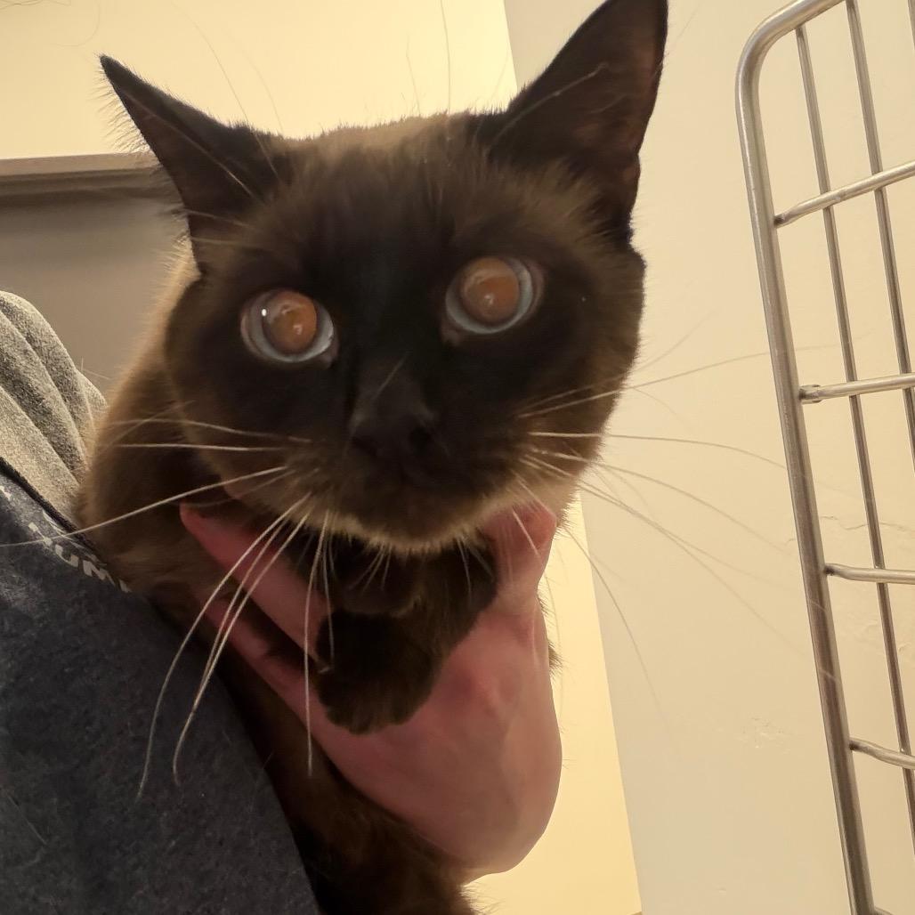 Snoopy, a Adoptable Siamese in International Falls, MN image 2/2