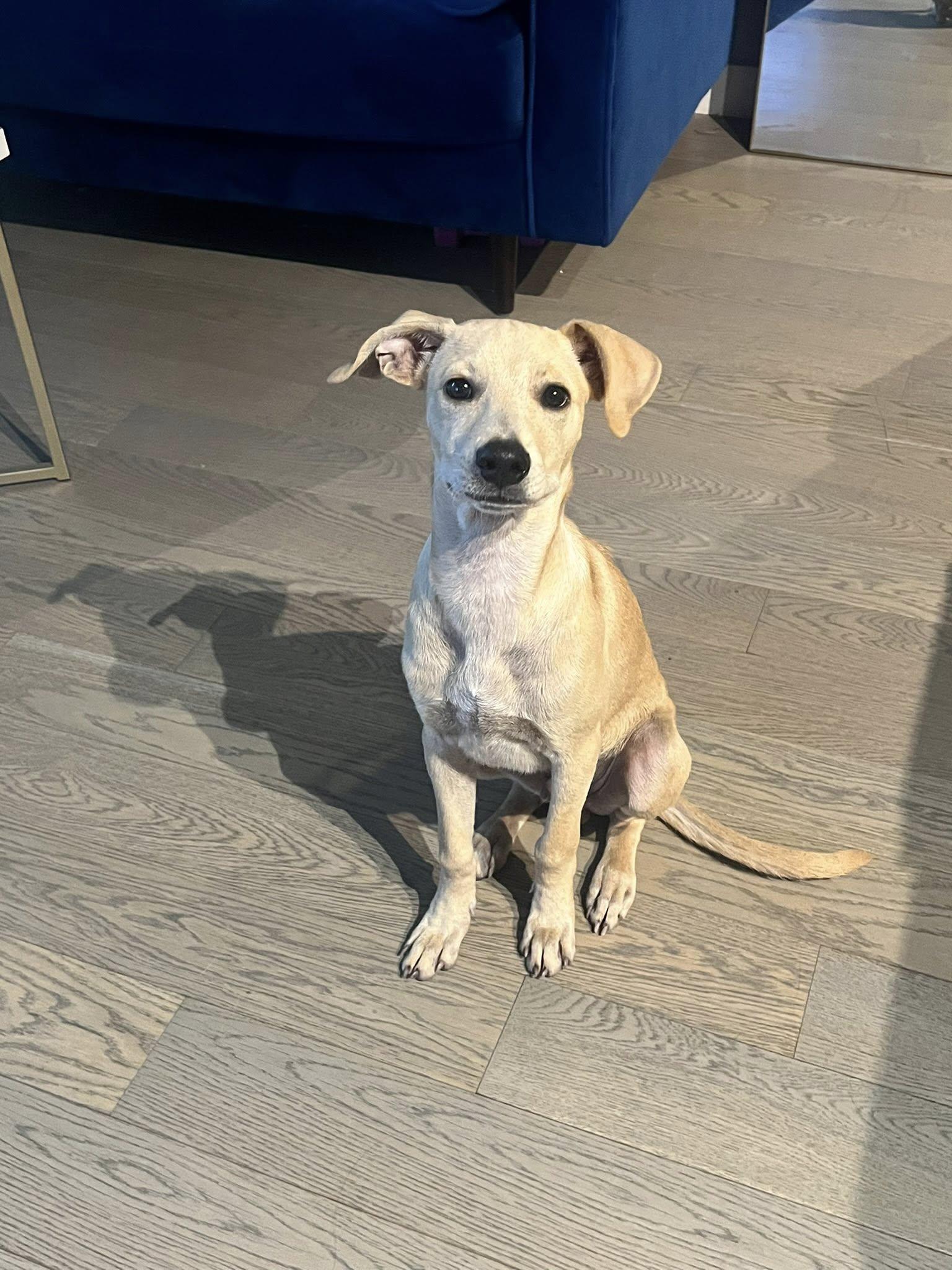 Ralphie, ADOPTABLE, Puppy Male Terrier.