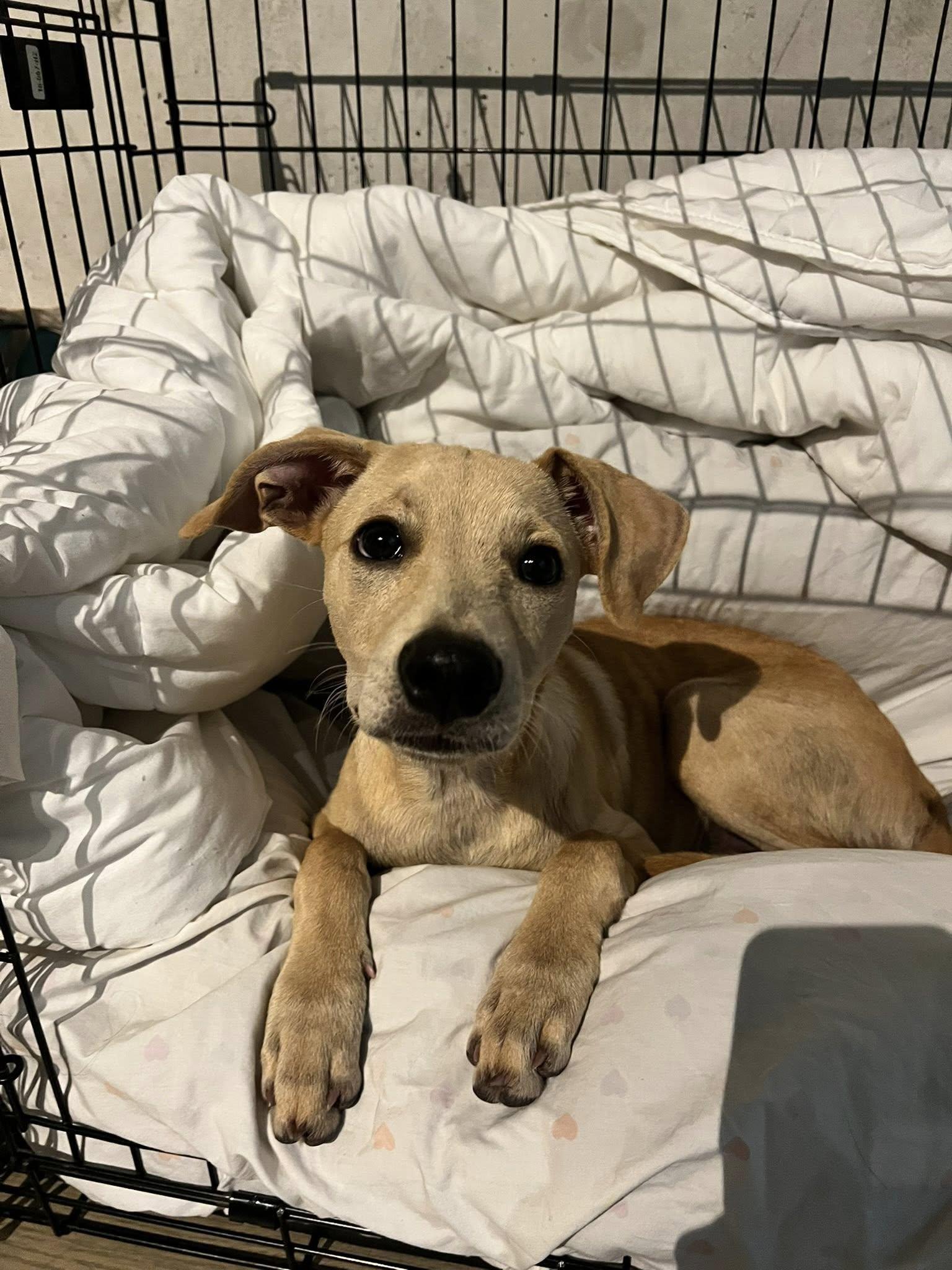 Enlarge Ralphie, a ADOPTABLE mixed breed in Toronto, ON image 2/4