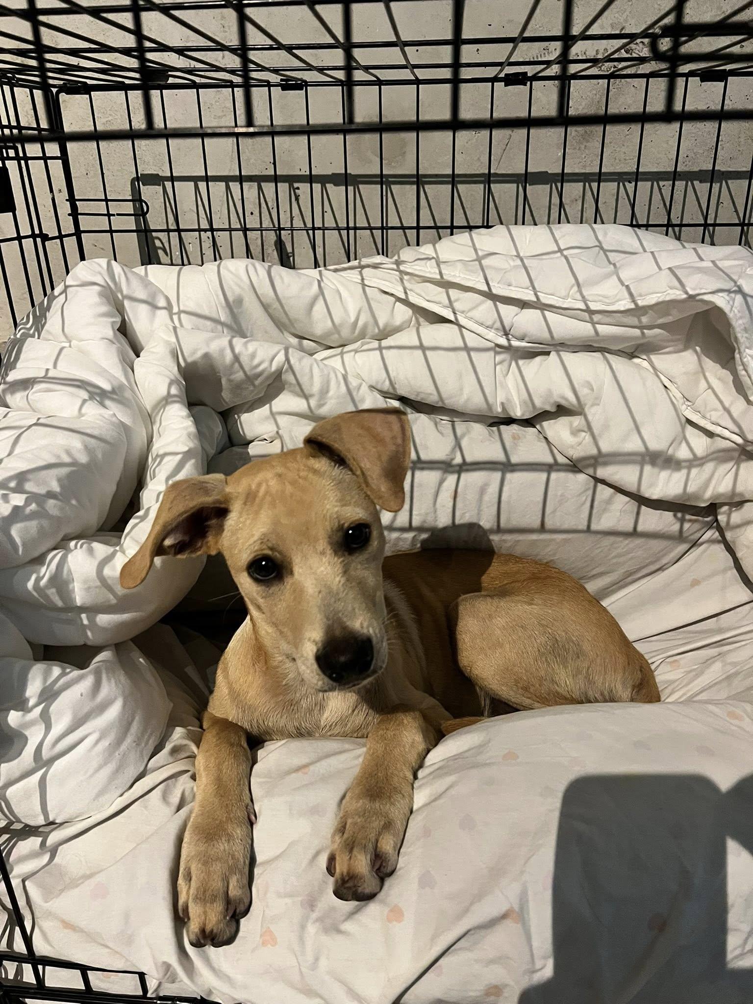 Enlarge Ralphie, a ADOPTABLE mixed breed in Toronto, ON image 3/4