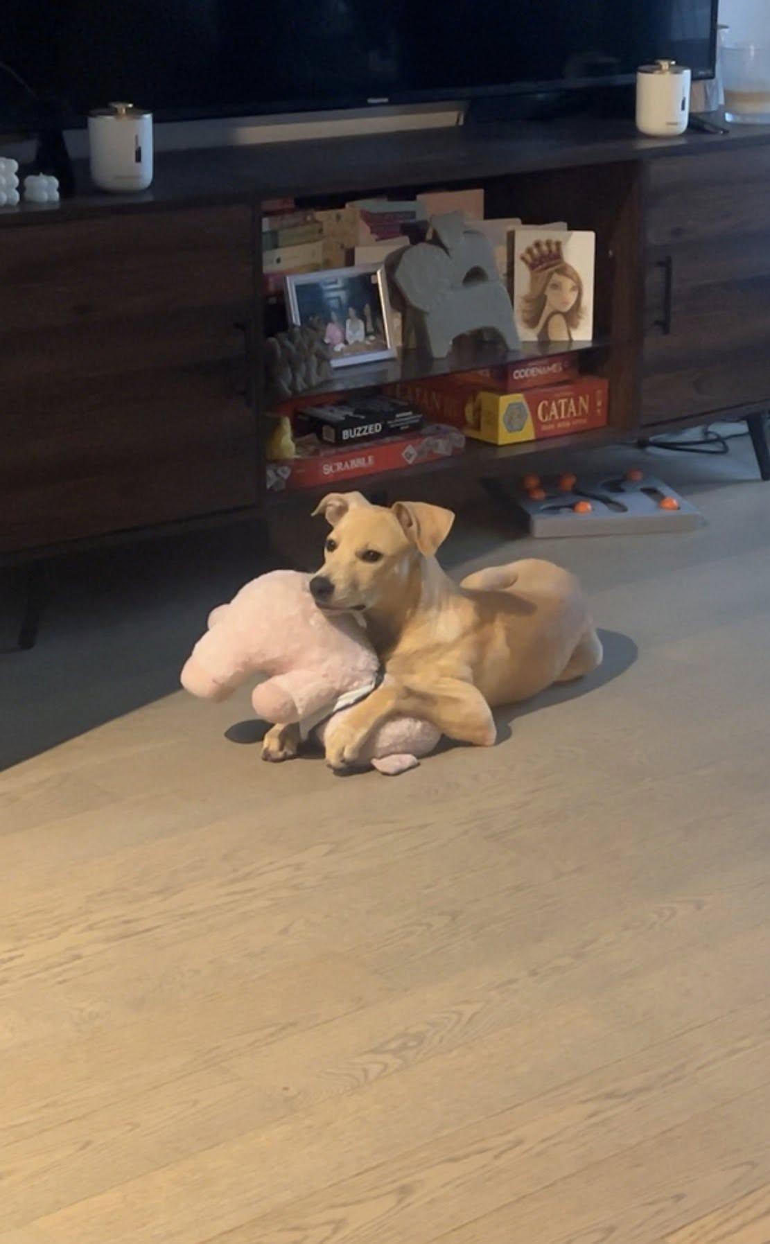 Enlarge Ralphie, a ADOPTABLE mixed breed in Toronto, ON image 4/4