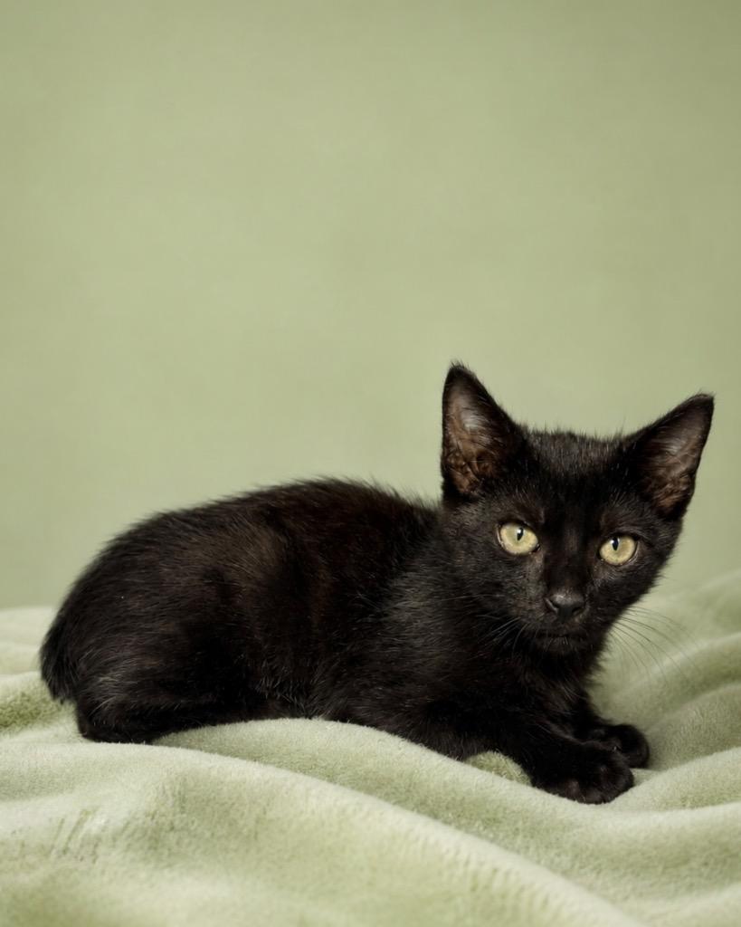 Nubbins, Adoptable, Kitten Male Domestic Short Hair.