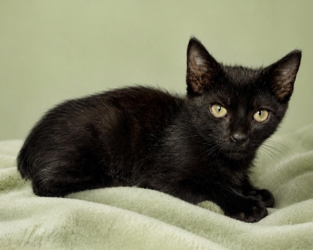 Enlarge Nubbins, a Adoptable mixed breed in Tifton, GA image 2/2