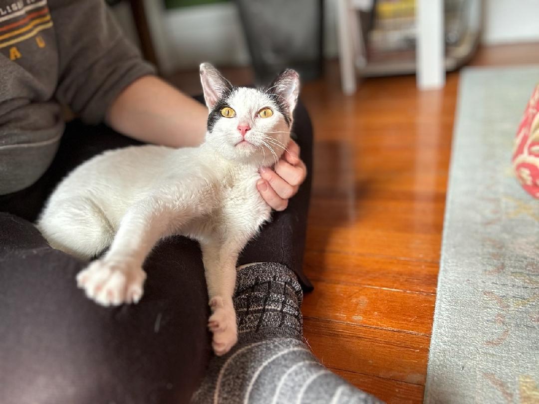 Enlarge Lila, an adopted Domestic Short Hair in Newark, NJ image 4/4