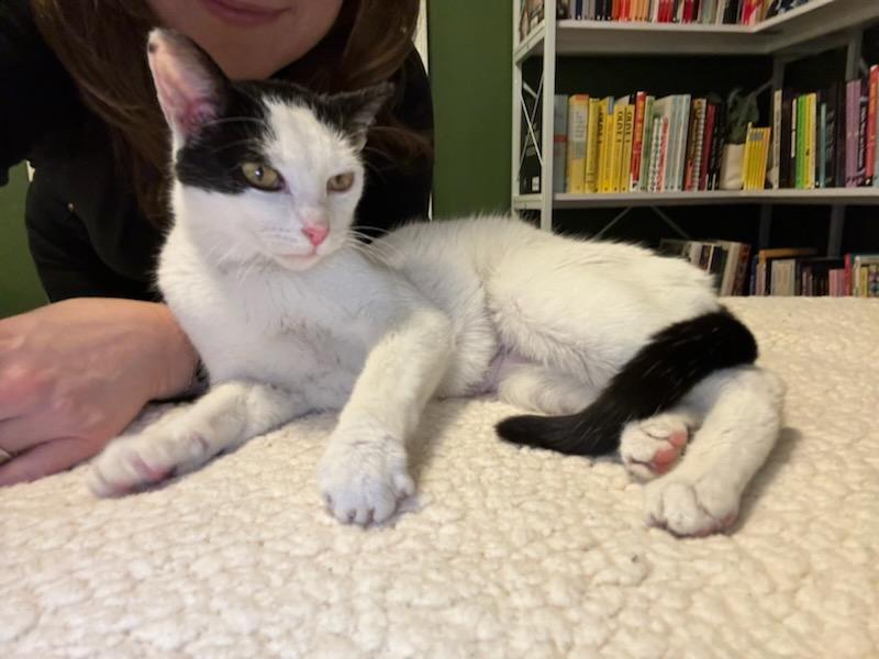 Enlarge Lila, an adopted Domestic Short Hair in Newark, NJ image 1/4