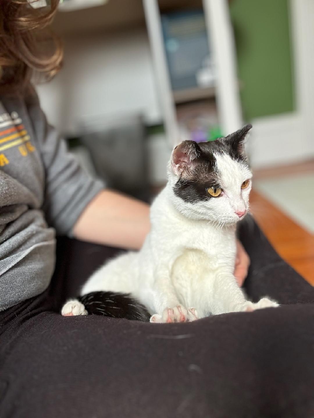 Enlarge Lila, an adopted Domestic Short Hair in Newark, NJ image 3/4