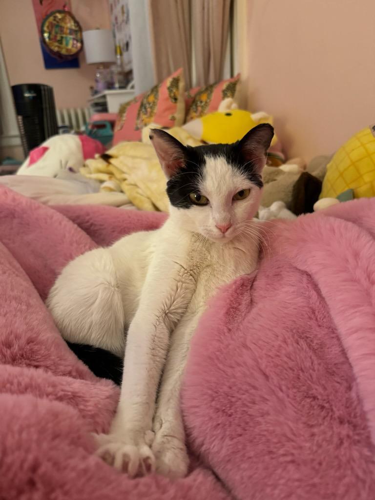 Enlarge Lila, an adopted Domestic Short Hair in Newark, NJ image 2/4