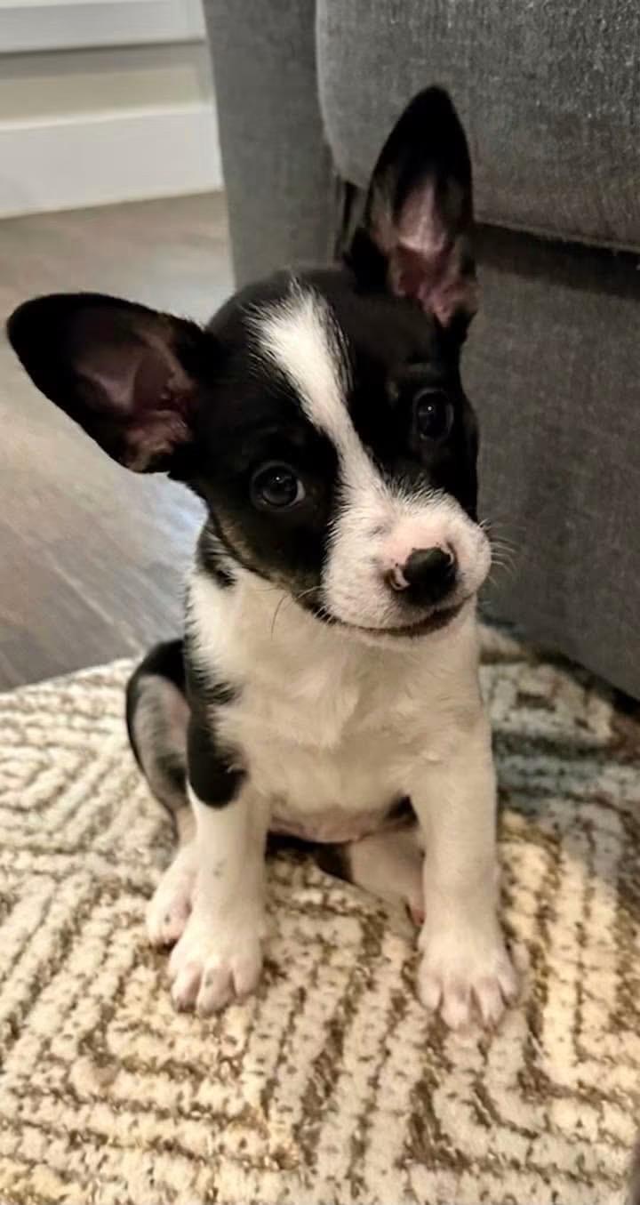 Posie, Adoptable, Puppy Female French Bulldog & American Eskimo Dog.