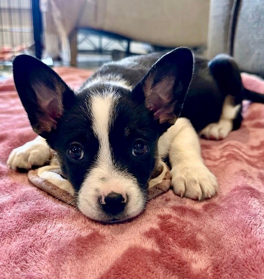 Enlarge Posie, a Adoptable mixed breed in Rockwall, TX image 2/6