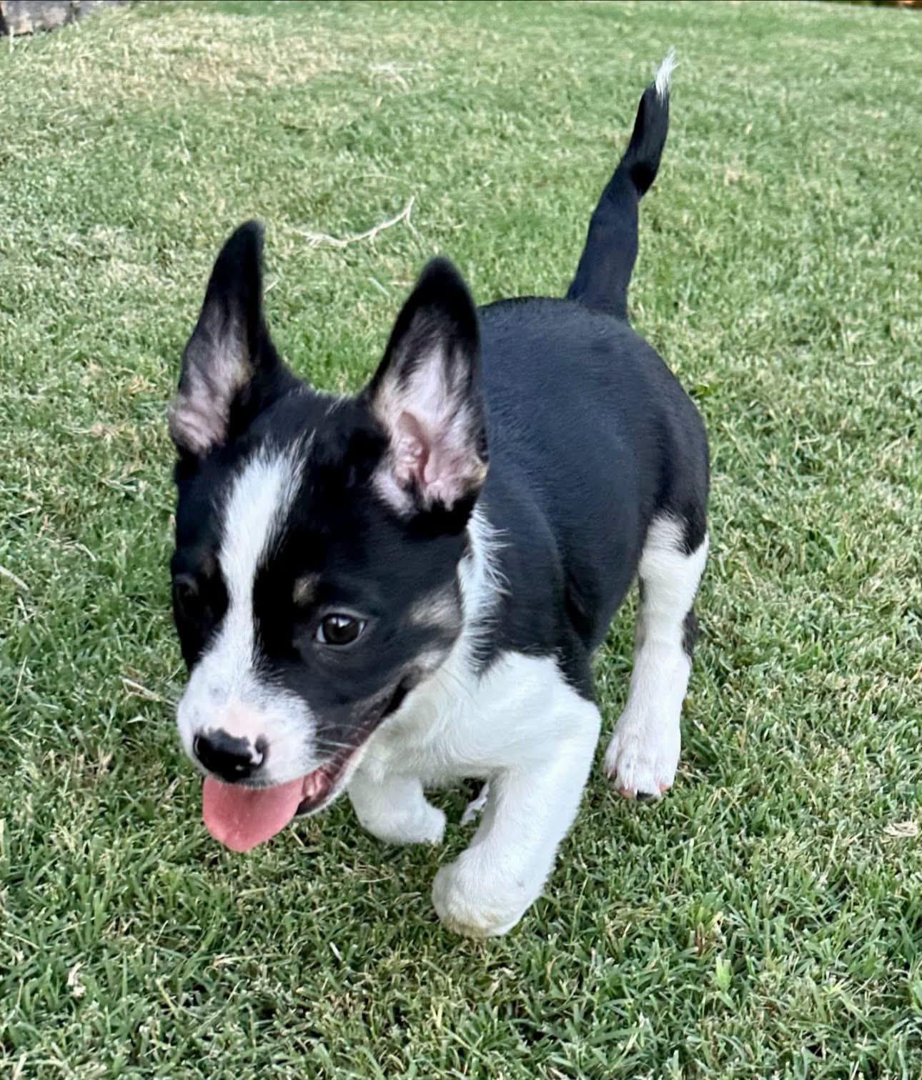 Enlarge Posie, a Adoptable mixed breed in Rockwall, TX image 3/6