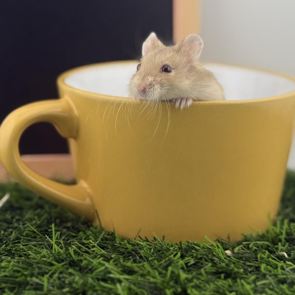 Enlarge Paris Geller, a Adoptable Dwarf Hamster in Camarillo, CA image 1/1