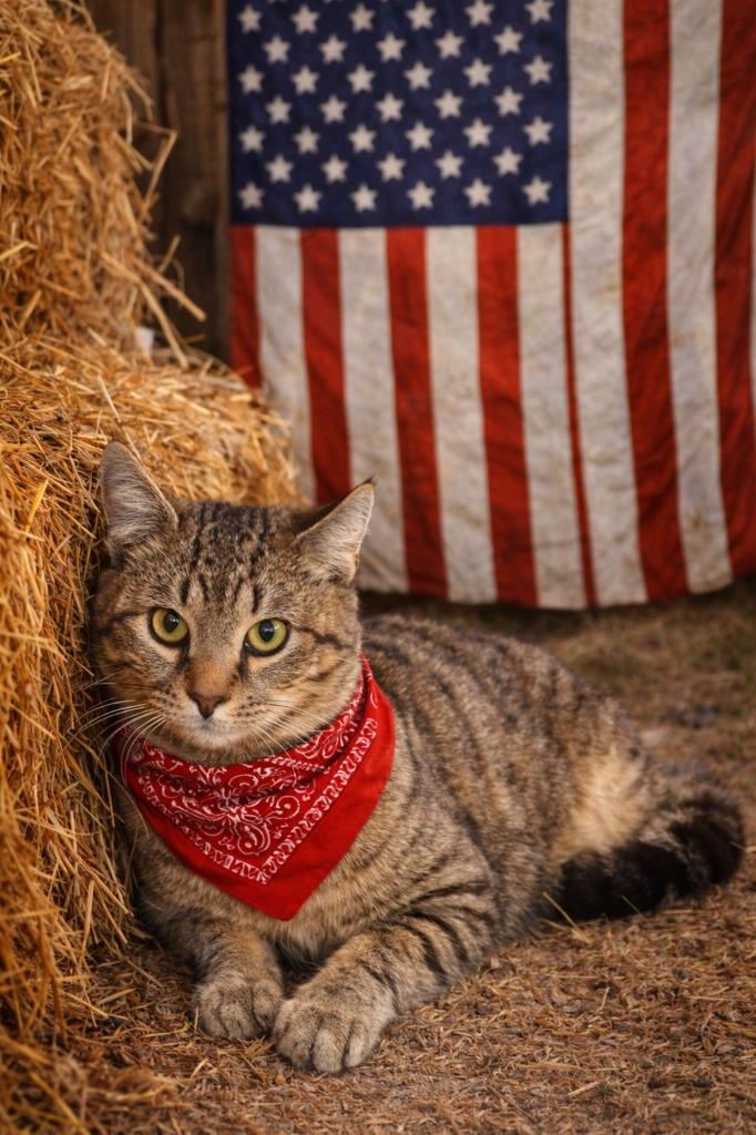 Enlarge Poof, a Adoptable mixed breed in Wauchula, FL image 1/1