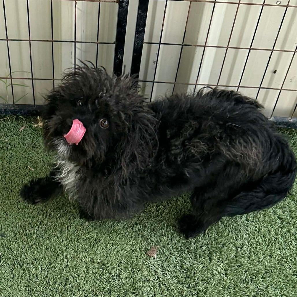 Moe, Adoptable, Young Male Poodle.