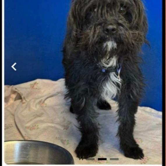 Enlarge Moe, a Adoptable Poodle in Loves Park, IL image 2/6