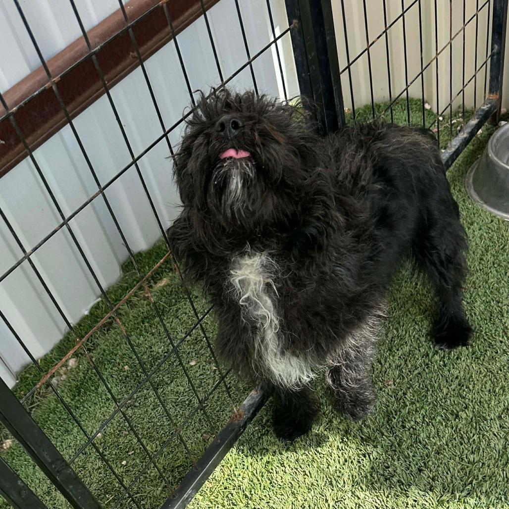 Enlarge Moe, a Adoptable Poodle in Loves Park, IL image 3/6