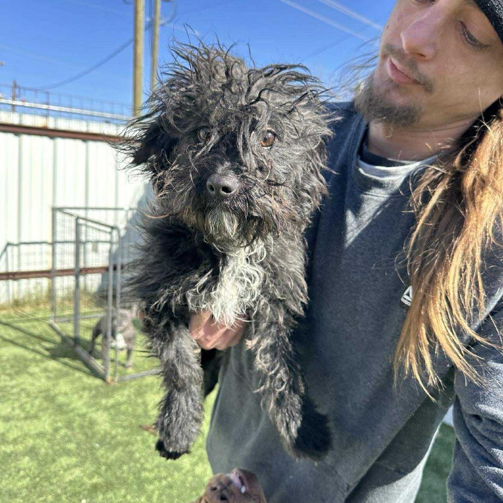Enlarge Moe, a Adoptable Poodle in Loves Park, IL image 4/6