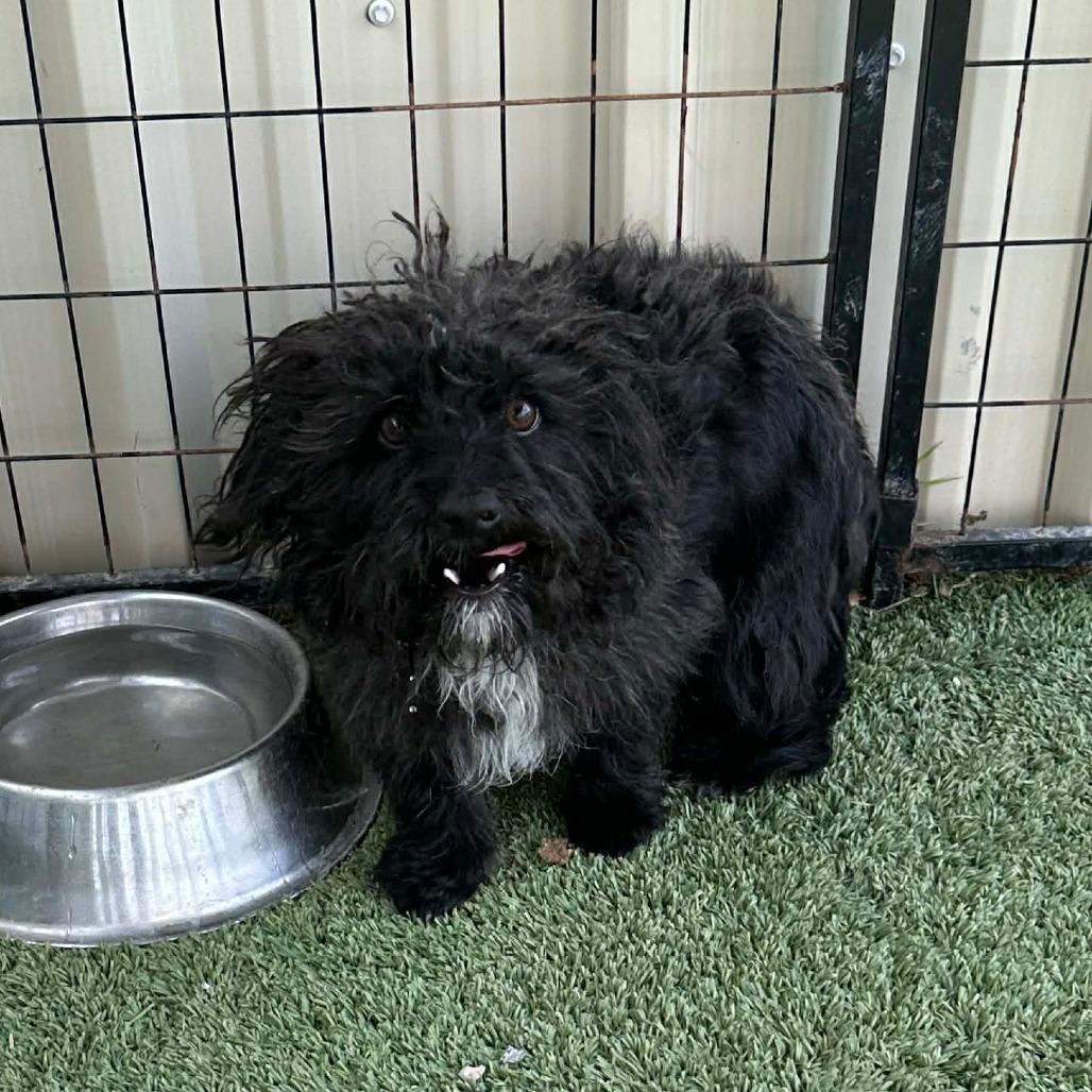 Enlarge Moe, a Adoptable Poodle in Loves Park, IL image 5/6