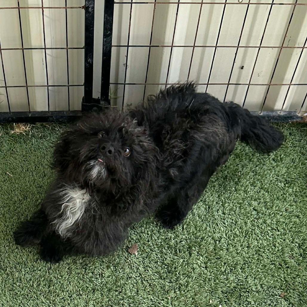 Enlarge Moe, a Adoptable Poodle in Loves Park, IL image 6/6