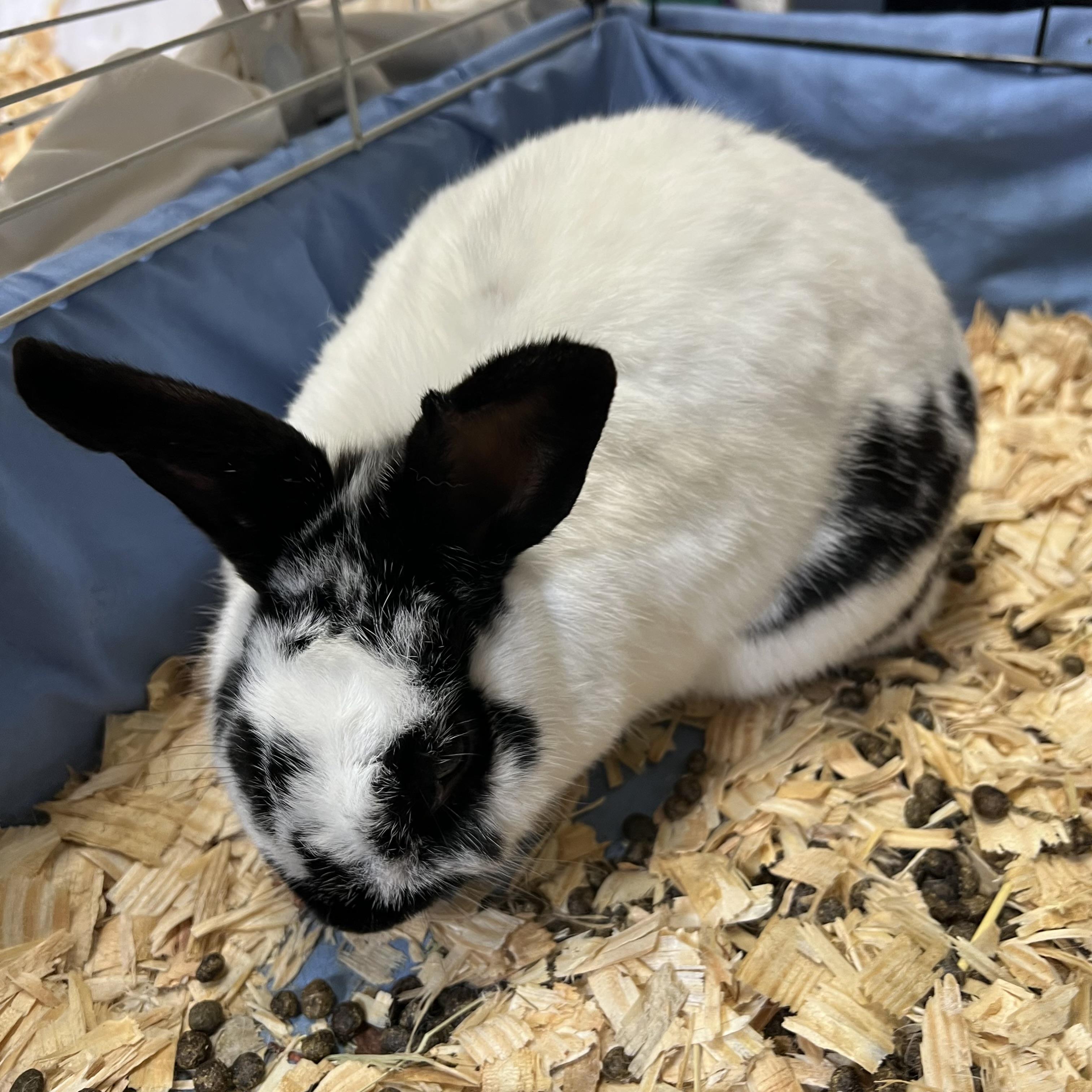 Marshmallow, an adopted English Spot in Fairmont, MN image 3/5