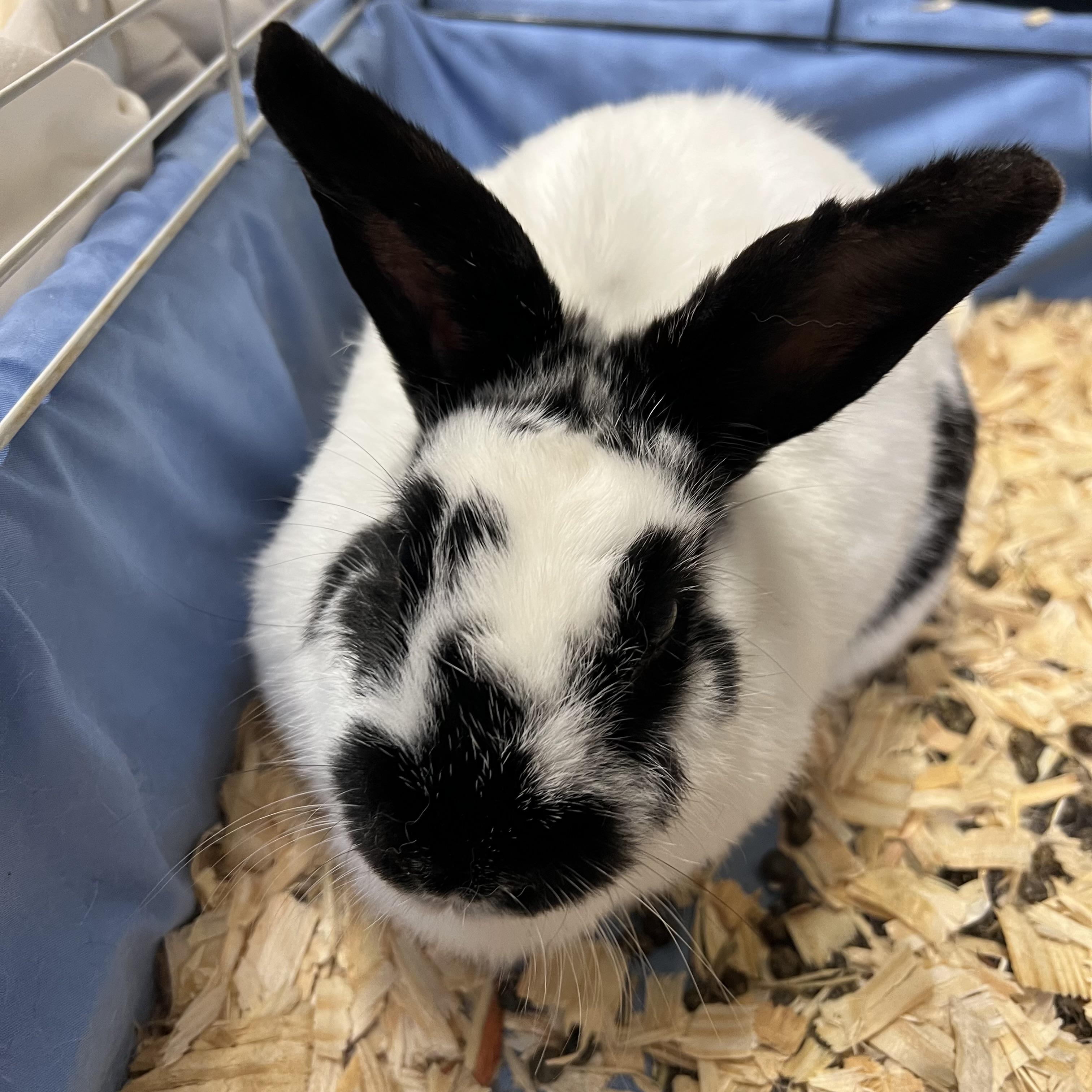 Marshmallow, an adopted English Spot in Fairmont, MN image 2/5