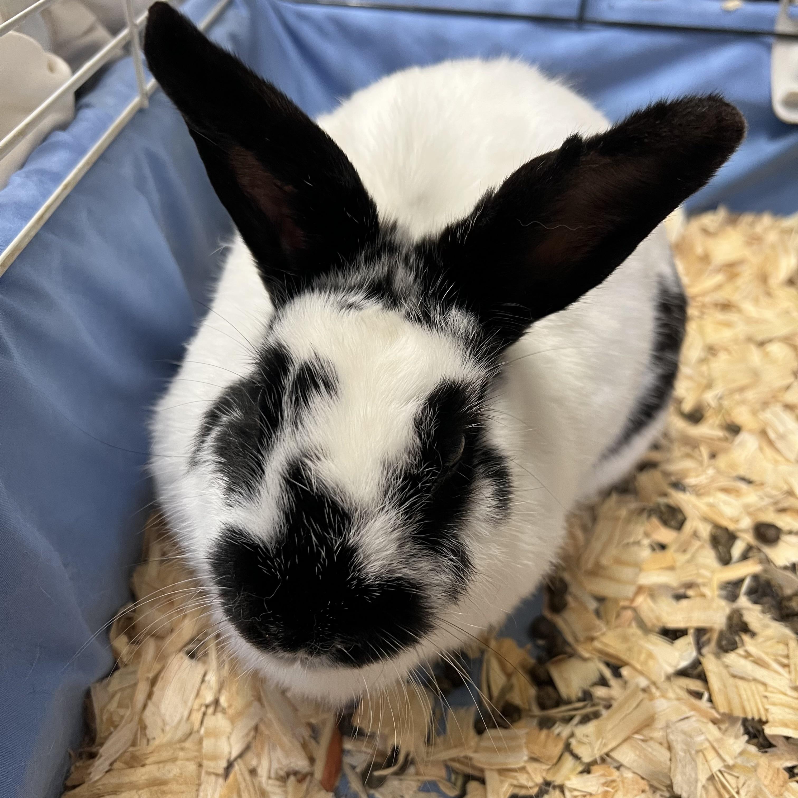 Marshmallow, an adopted English Spot in Fairmont, MN image 5/5