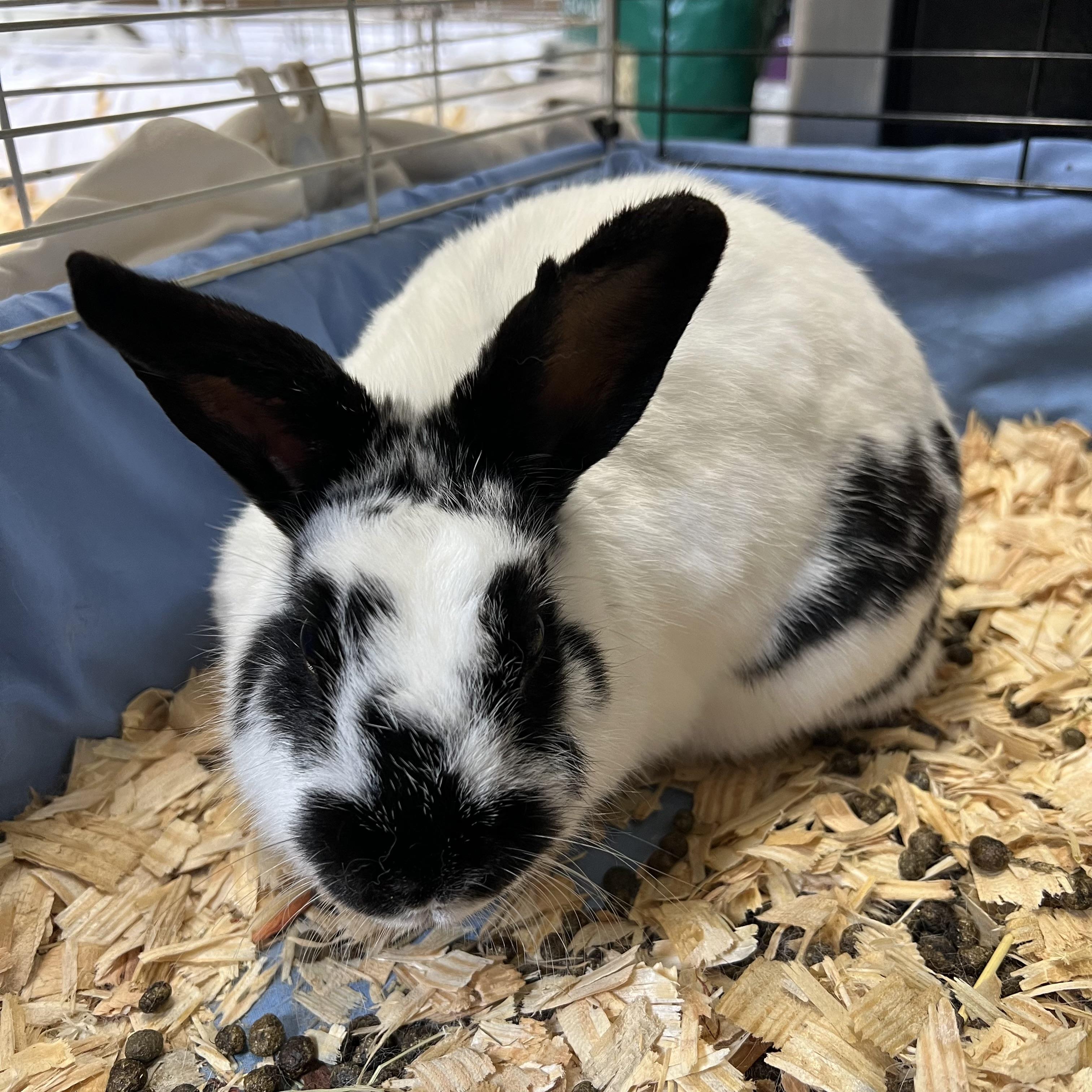 Marshmallow, an adopted English Spot in Fairmont, MN image 4/5