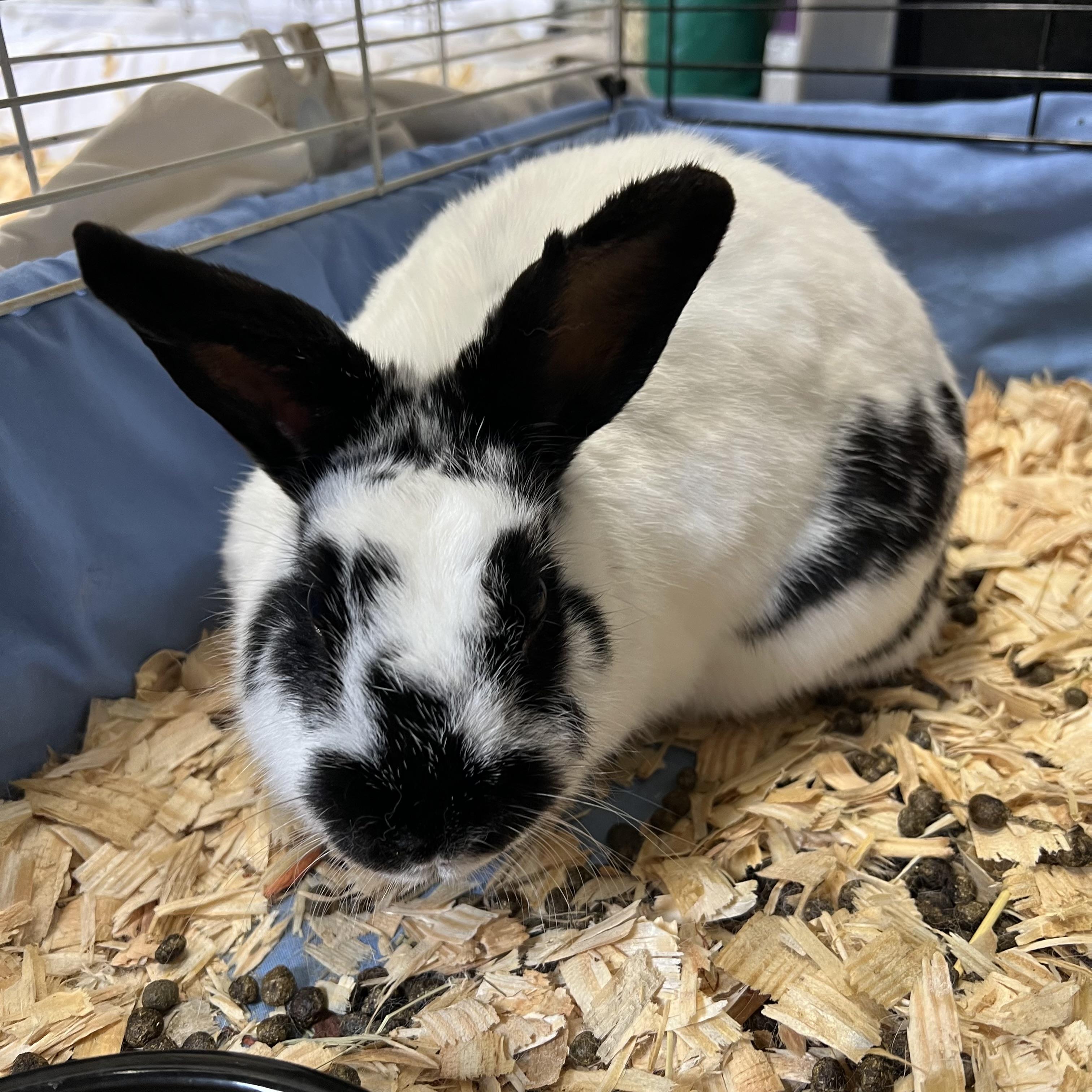 Marshmallow, an adopted English Spot in Fairmont, MN image 1/5