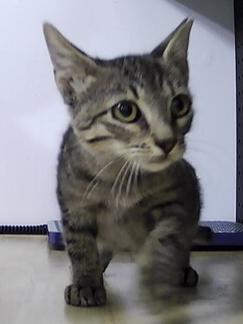 Colten, Adoptable, Kitten Male Domestic Short Hair.