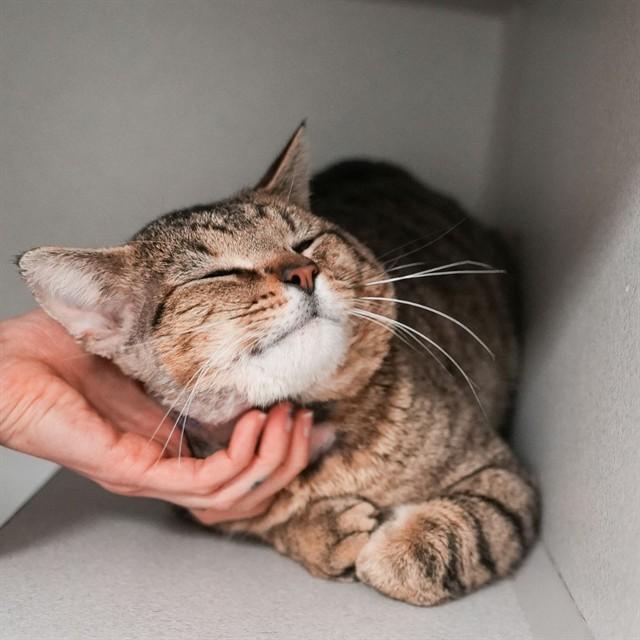 Enlarge MARLON, a Adoptable Domestic Short Hair in Aurora, CO image 1/1