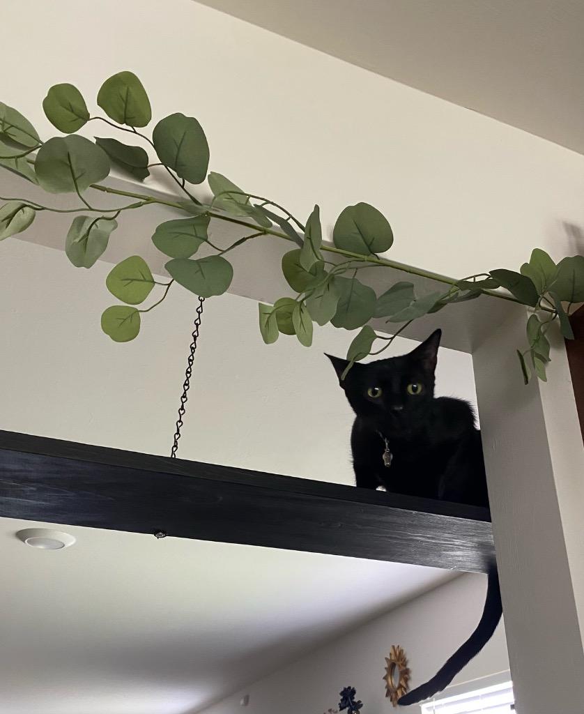 Jason (Vlad), Adoptable, Adult Male Domestic Short Hair.