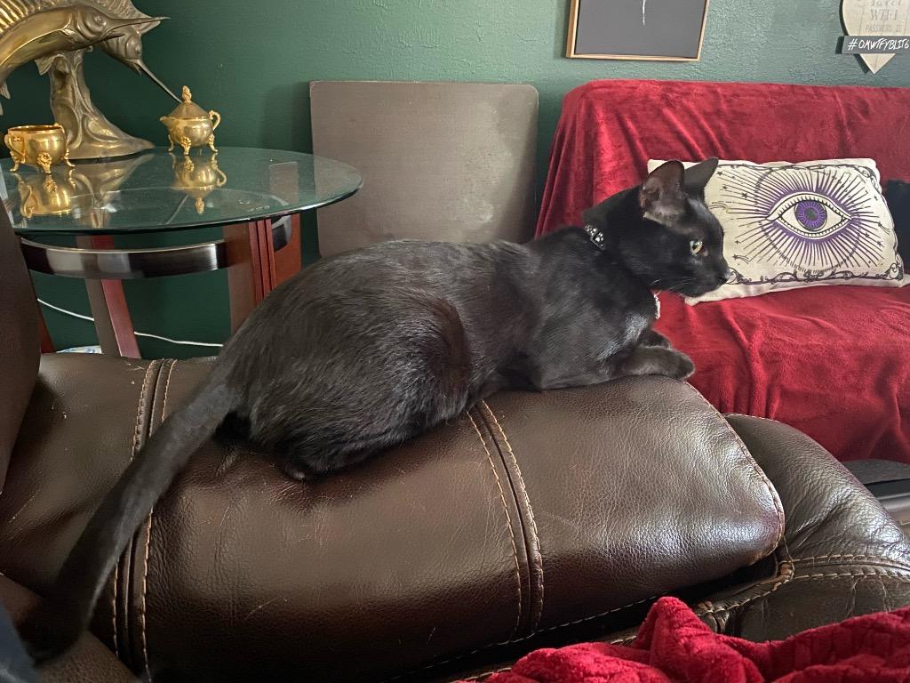 Jason (Vlad), Adoptable, Adult Male Domestic Short Hair.