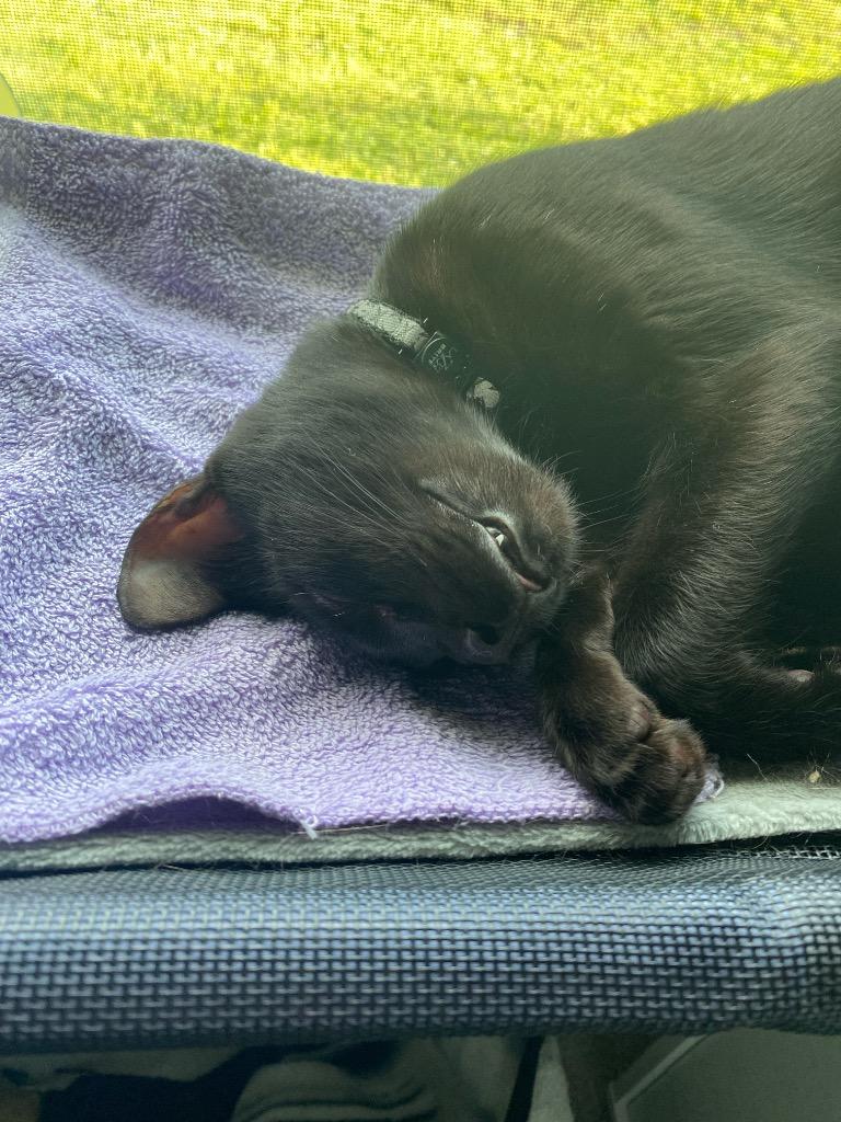 Enlarge Jason (Vlad), a Adoptable mixed breed in St. James City, FL image 2/3