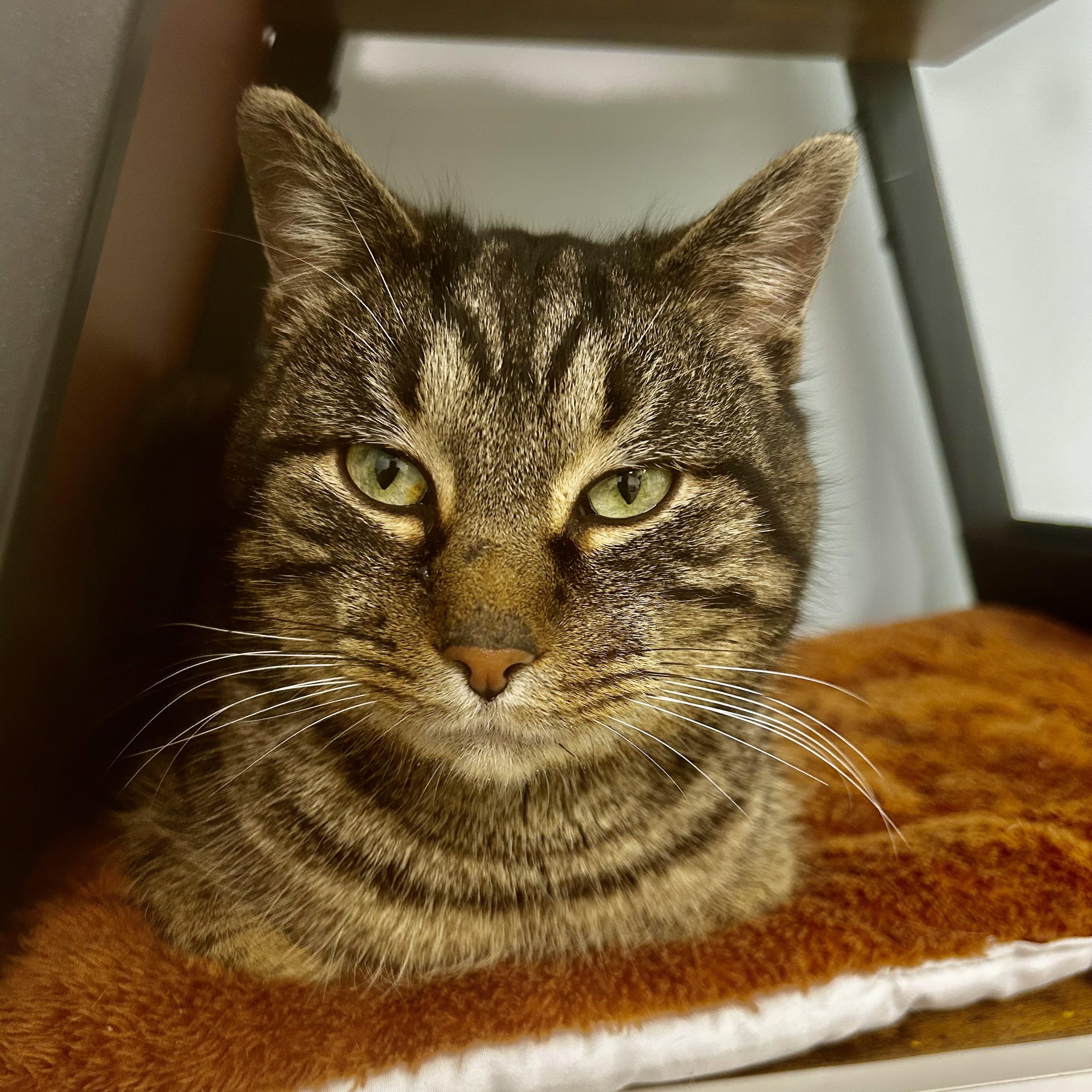 Enlarge Pork Chop, a ADOPTABLE Tabby in Grand Rapids, MI image 3/6