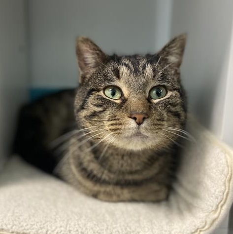 Enlarge Pork Chop, a ADOPTABLE Tabby in Grand Rapids, MI image 2/6