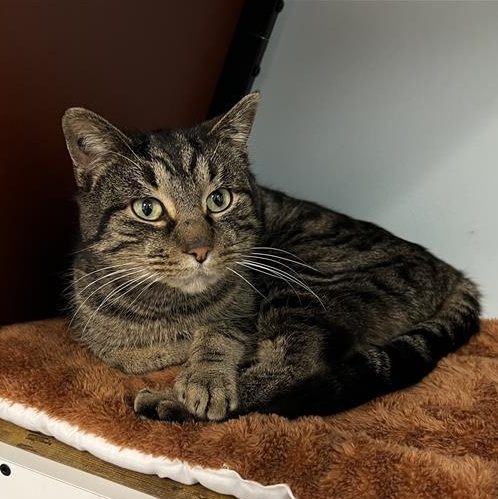 Enlarge Pork Chop, a ADOPTABLE Tabby in Grand Rapids, MI image 5/6