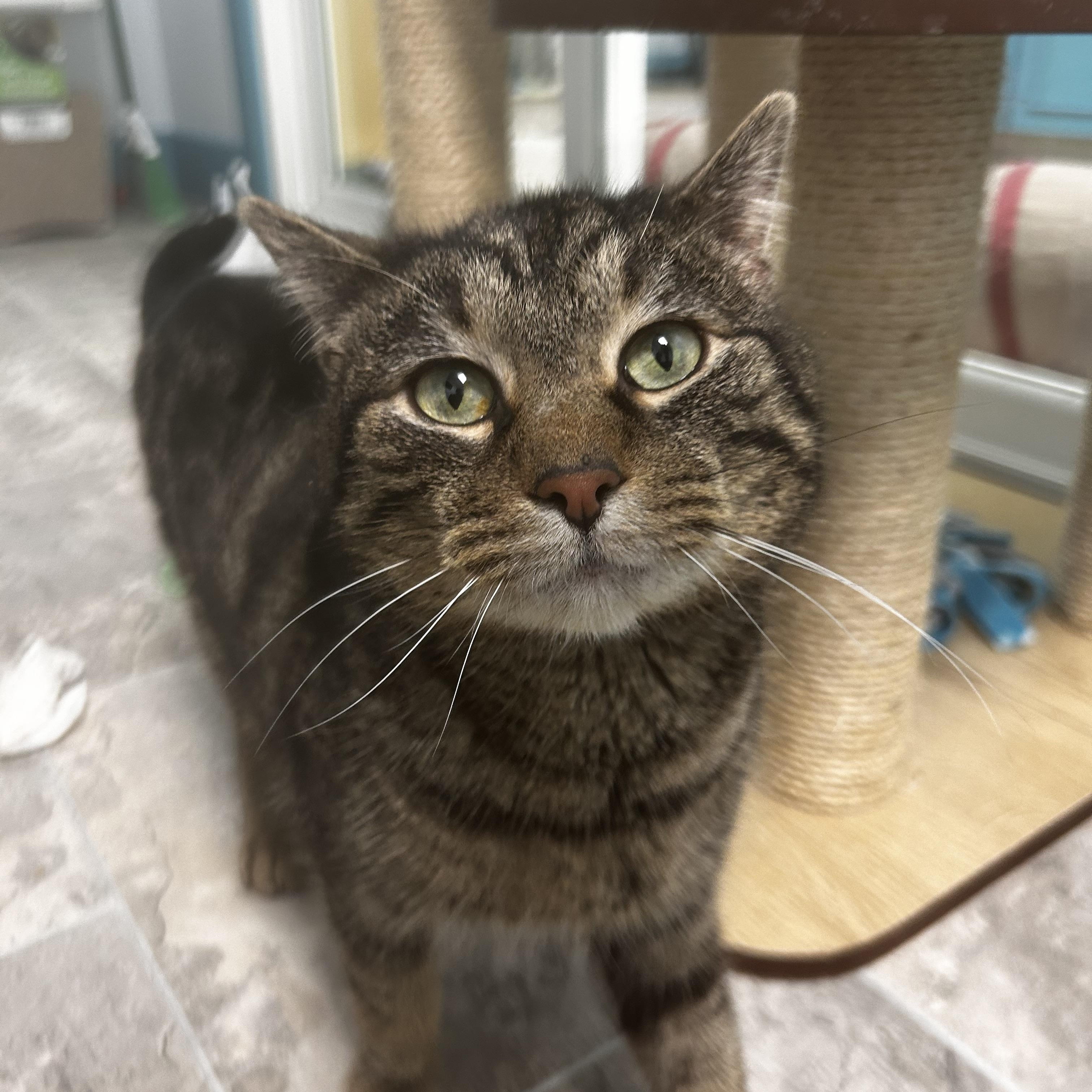 Enlarge Pork Chop, a ADOPTABLE Tabby in Grand Rapids, MI image 1/6