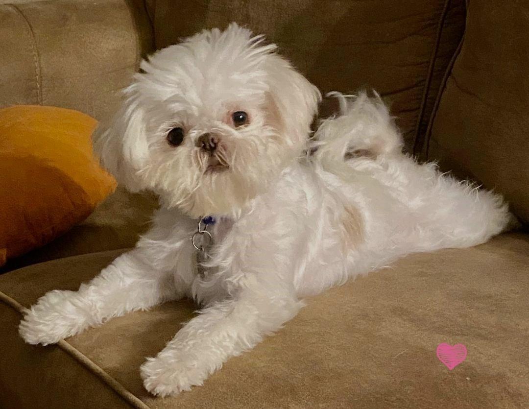 Enlarge Gigi, a Adopted Shih Tzu in Jacksonville, FL image 1/2