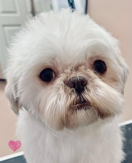 Enlarge Gigi, a Adopted Shih Tzu in Jacksonville, FL image 2/2