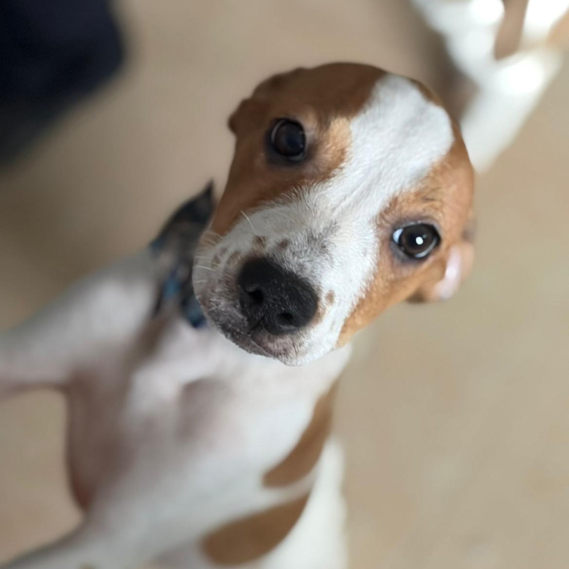 Enlarge Fiona, a Adoptable mixed breed in Loiza, PR image 2/2