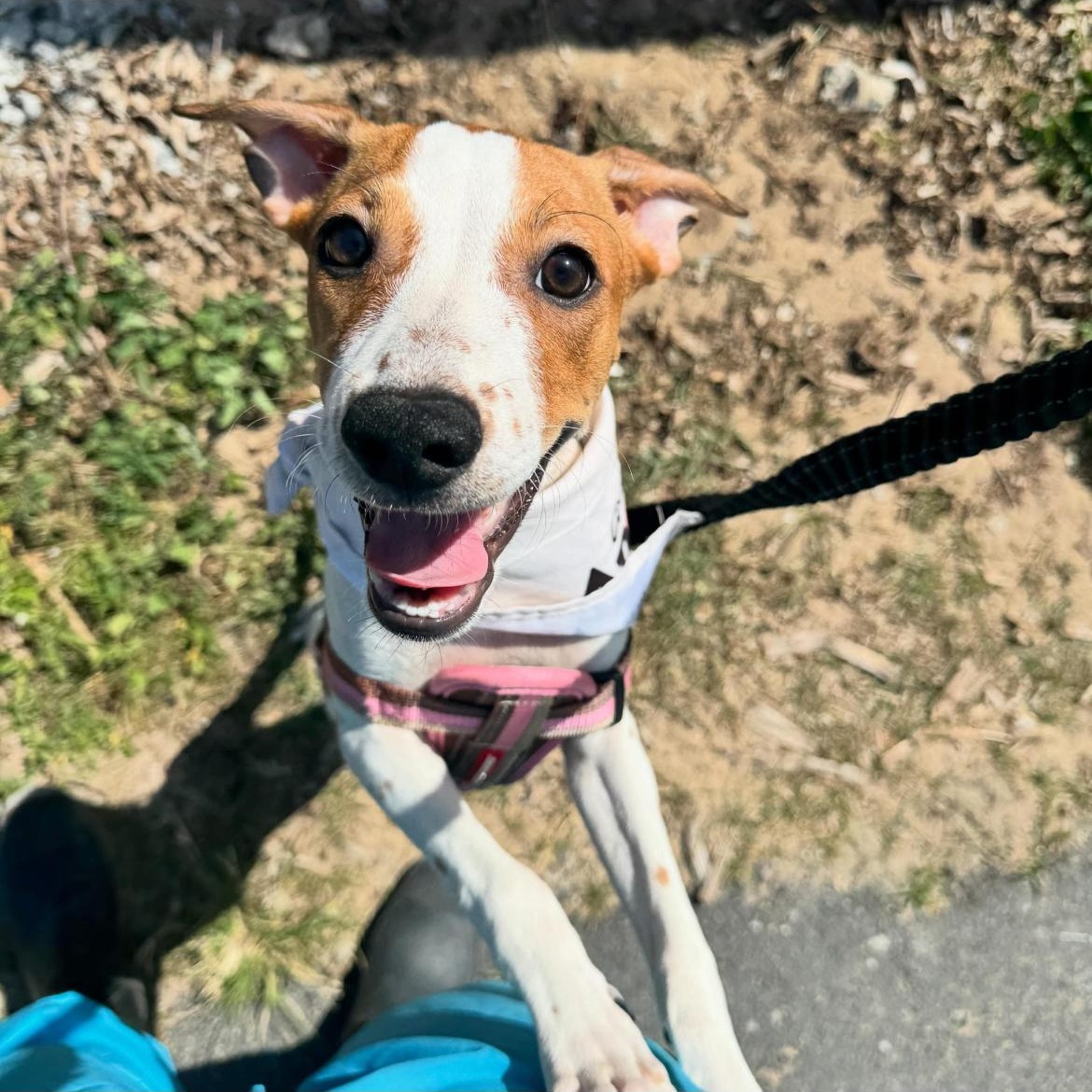 Fiona, Adoptable, Young Female Mixed Breed.