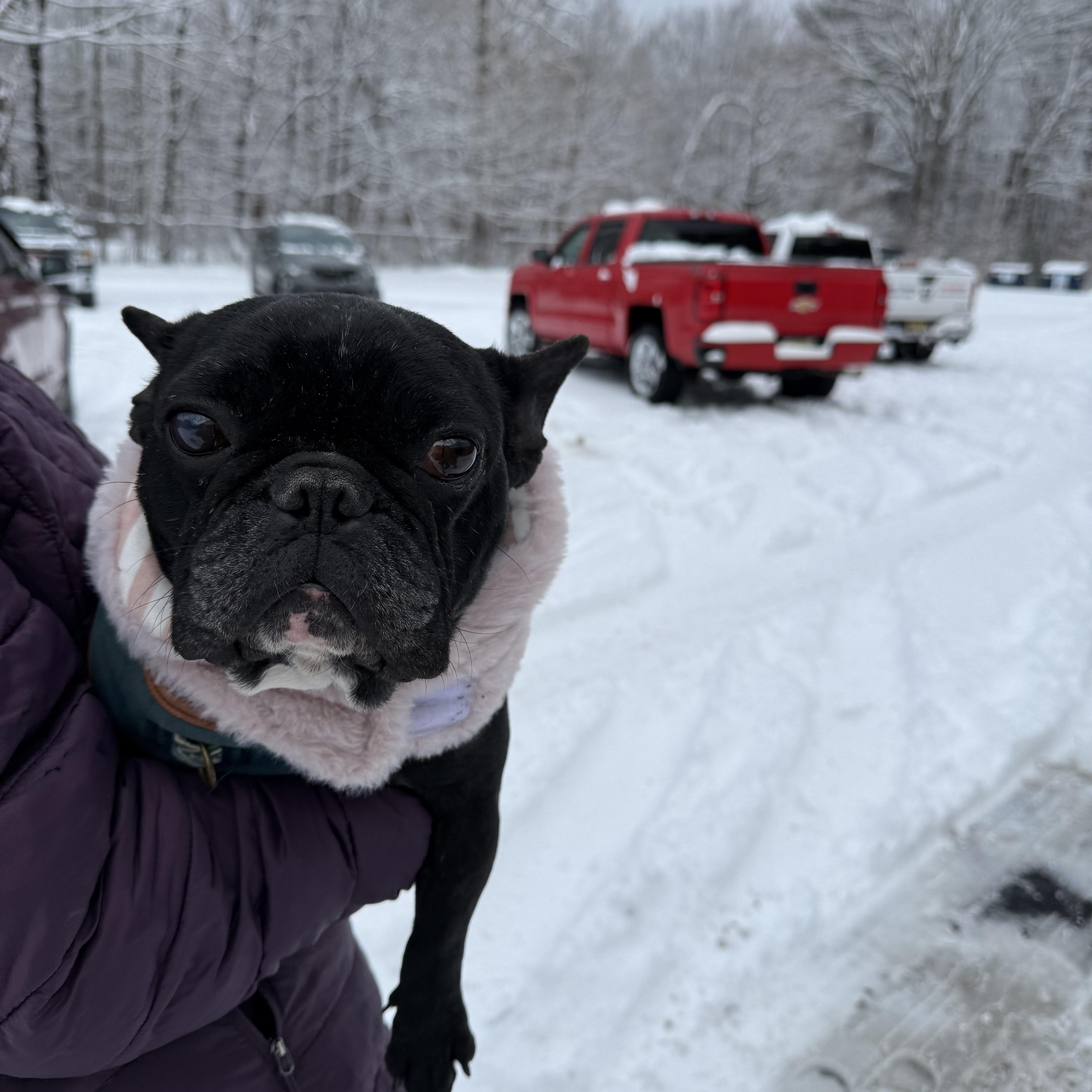 Enlarge Napoleon , a ADOPTABLE French Bulldog in Newfoundland, NJ image 4/5