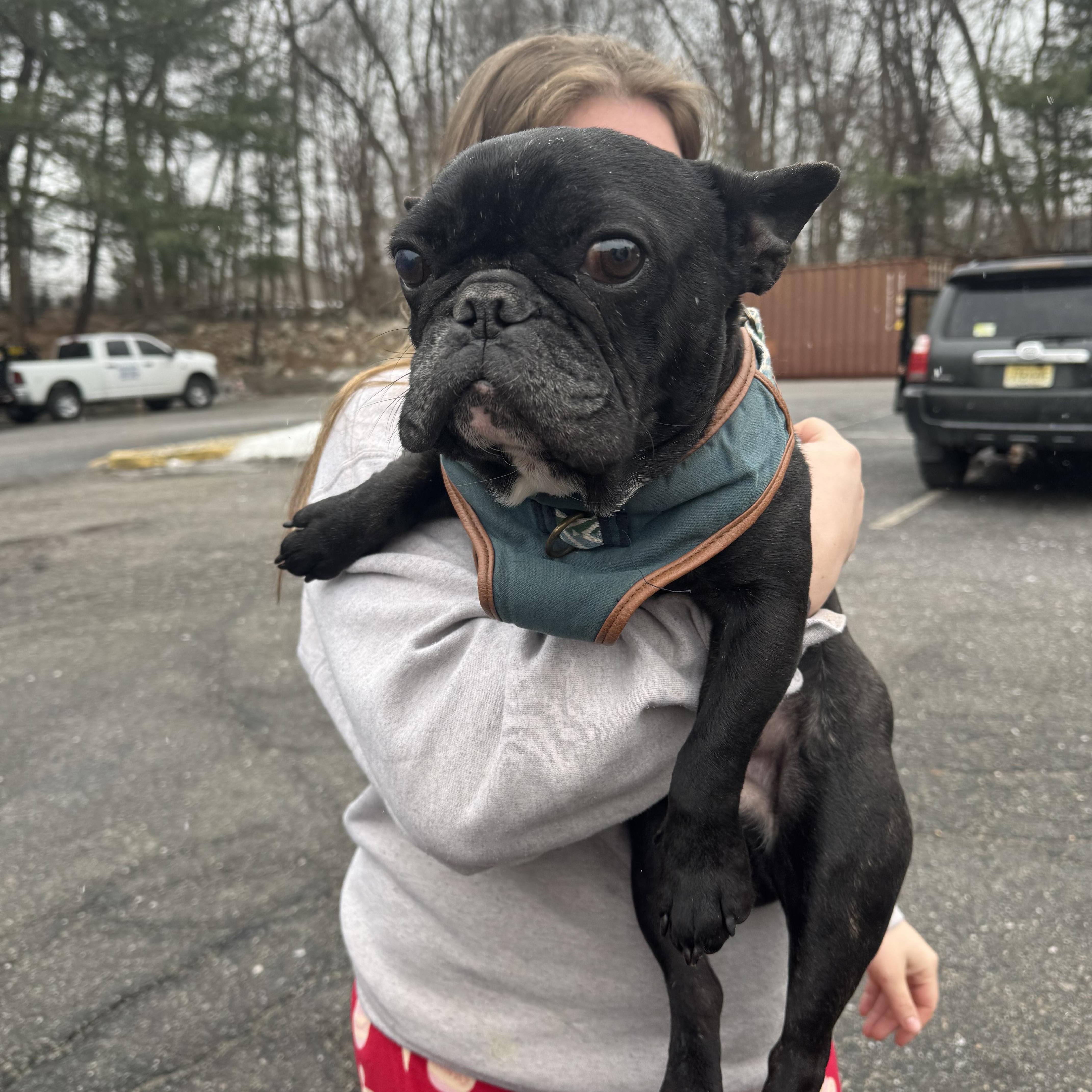 Enlarge Napoleon , a ADOPTABLE French Bulldog in Newfoundland, NJ image 1/5