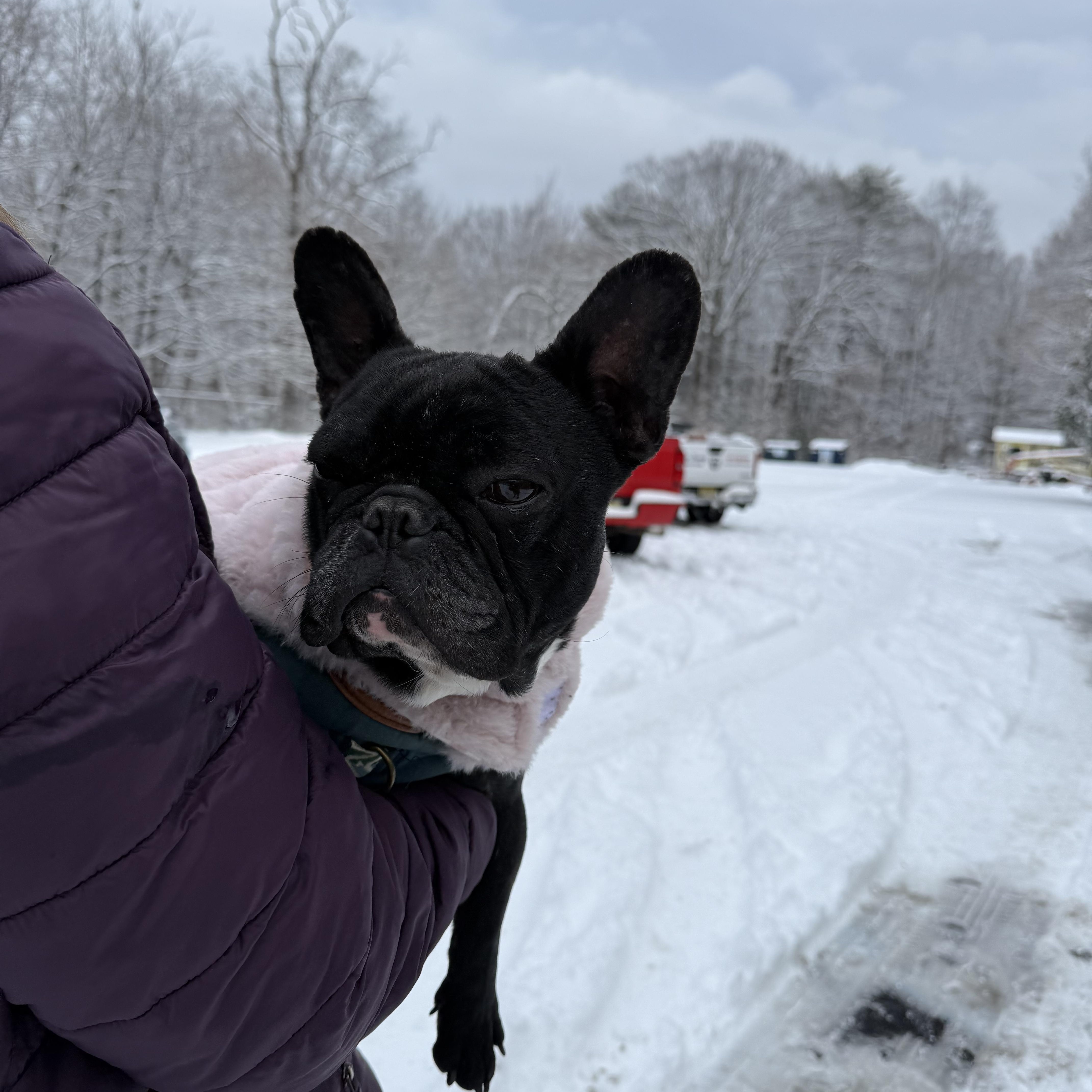 Enlarge Napoleon , a ADOPTABLE French Bulldog in Newfoundland, NJ image 5/5