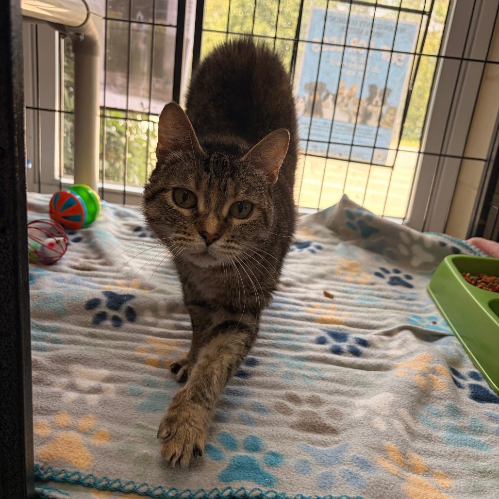 Lucy Gray, Adoptable, Adult Female Domestic Short Hair.