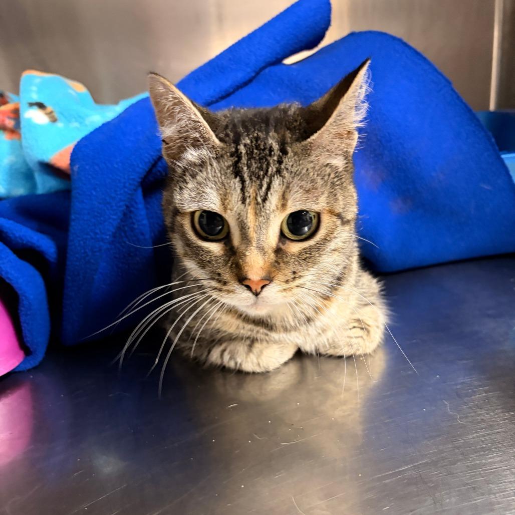 Enlarge Lucy Gray, a Adoptable Domestic Short Hair in Franklin, NC image 2/4