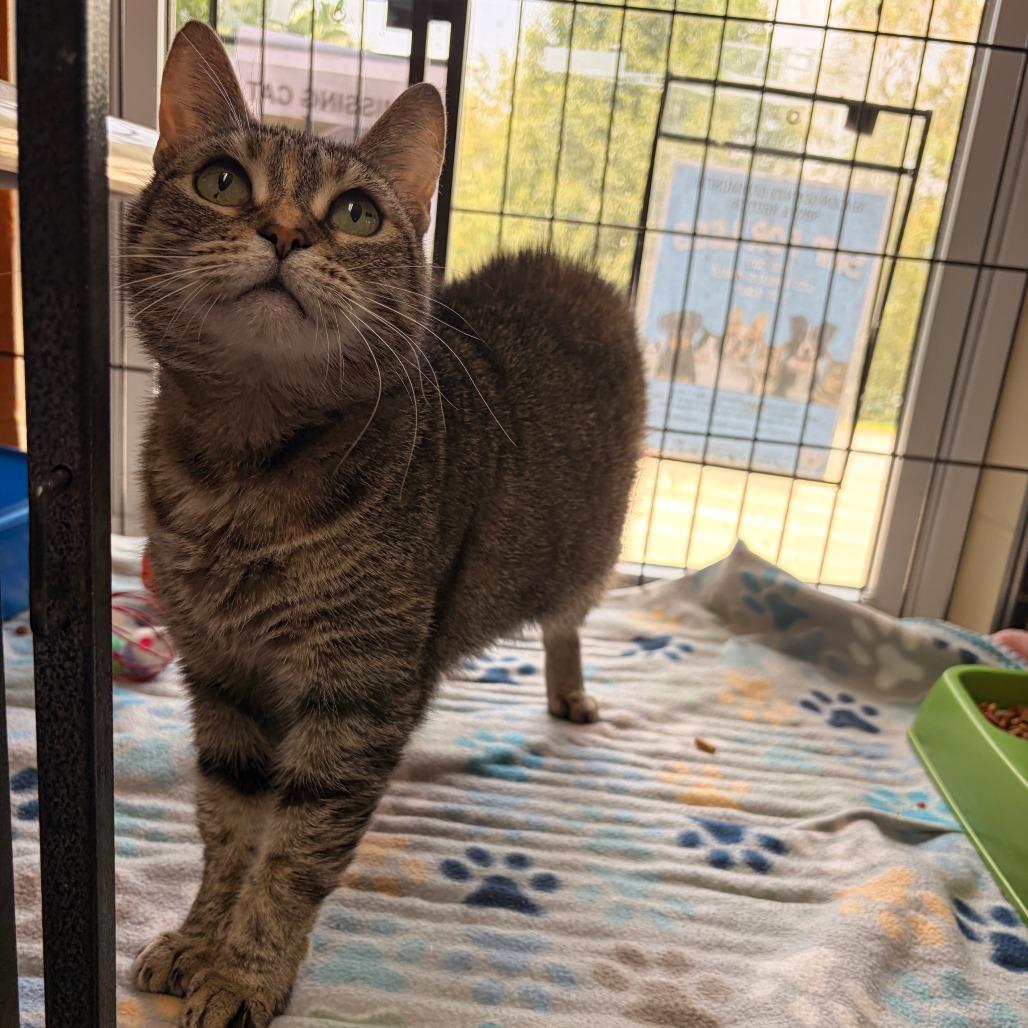Enlarge Lucy Gray, a Adoptable Domestic Short Hair in Franklin, NC image 3/4